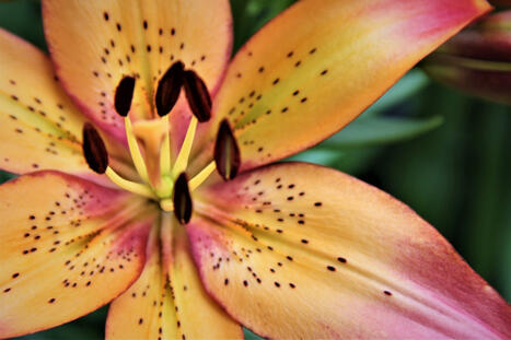 orange and pink lily